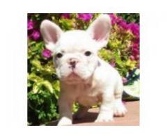 cuccioli bulldog francese disponibili ora cuccioli bulldog francese disponibili ora