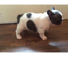 REGALO Nizza e sani cuccioli di bulldog francese