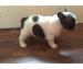 REGALO Nizza e sani cuccioli di bulldog francese