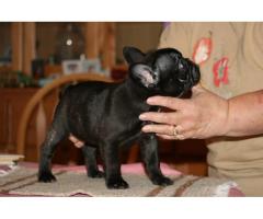 REGALO Splendidi cuccioli di bulldogue francese
