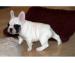 REGALO Cuccioli di Bulldog francese disponibili