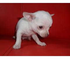 REGALO Mini Toy cuccioli chihuahua
