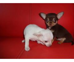 REGALO Mini Toy cuccioli chihuahua