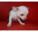 REGALO Cuccioli di chihuahua Mini Toy