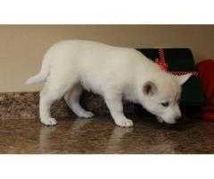 REGALO Bella Cuccioli Siberian Husky Per l'adozione