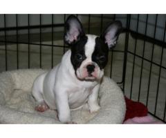 REGALO Bulldog Francese Disponibili REGALO Bulldog Francese Disponibili