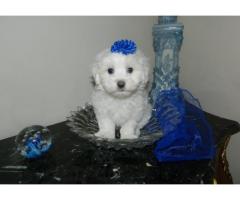 REGALO mini toy maltese Cuccioli