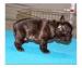 cuccioli di Bulldog Francese