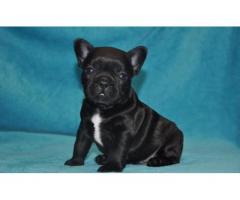 REGALO  Cucciola di Bulldog francese per l'adozione