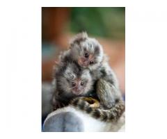 monos marmoset lindos y adorables para su aprobación